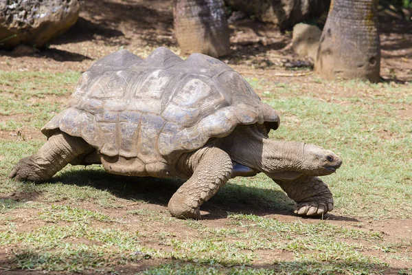 Giant turtles, dipsochelys gigantea in island Mauritius — Stock Photo, Image