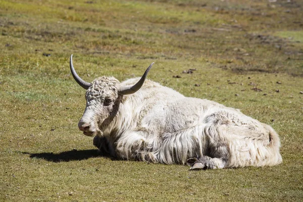 关闭了在尼泊尔喜马拉雅山中的野牦牛 — 图库照片