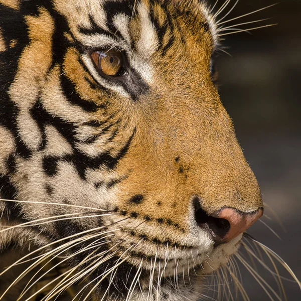 Detalle de primer plano retrato de tigre. Tailandia —  Fotos de Stock