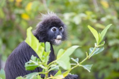 Yüz gölgeli yaprak maymun kadar kapatın
