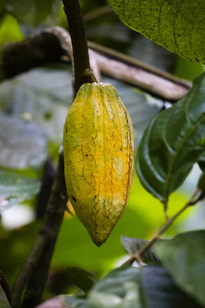 Какао-боб, фруктовое дерево какао, закрывай. Остров Бали, Индонезия — стоковое фото
