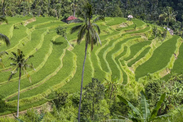Terras rijstvelden, Bali, Indonesië — Stockfoto