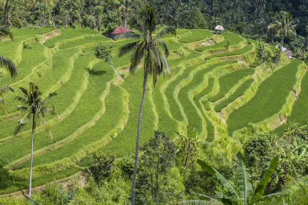 Terraço campos de arroz, Bali, Indonésia — Fotografia de Stock