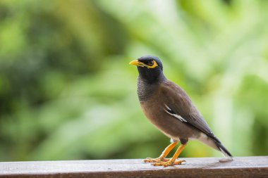 Portre hill sığırcık, Gracula bileğinde kuş, dünyanın en akıllı kuşlar.