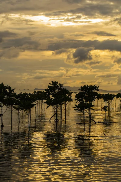 Manglares plantas en la playa en olas de agua de mar durante la puesta del sol . — Foto de Stock