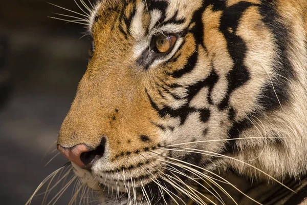Крупный план портрета тигра. Таиланд — стоковое фото