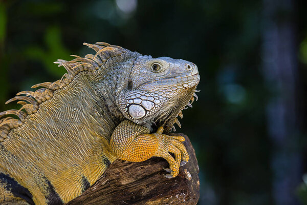 Close up portrait of a resting iguana in Island Mauritius