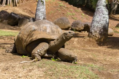 Dev kaplumbağalar, dipsochelys kızgözü La Vanille doğa Park, Mauritius Adası
