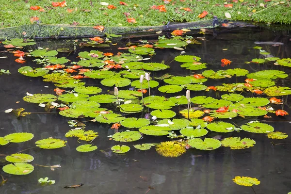 Nilüfer çiçek gölet. Lotus çiçeği Adası Bali, Endonezya