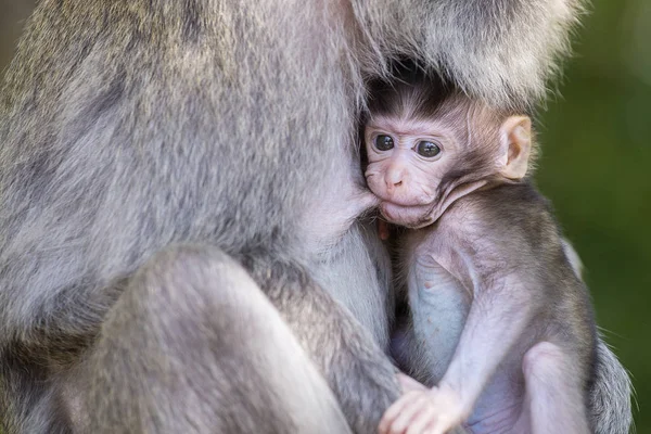 Aap familie op heilig monkey forest ubud bali Indonesië. — Stockfoto