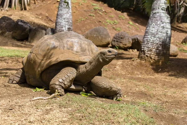 Giant turtles, dipsochelys gigantea in La Vanille Nature Park, island Mauritius — Stock Photo, Image