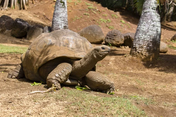 Tortues géantes, dipsochelys gigantea dans le parc naturel de La Vanille, île Maurice — Photo