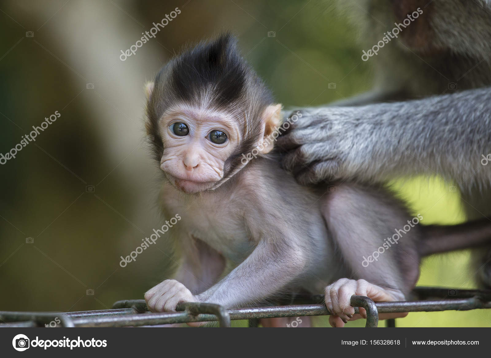 Cute Little Baby Monkeys