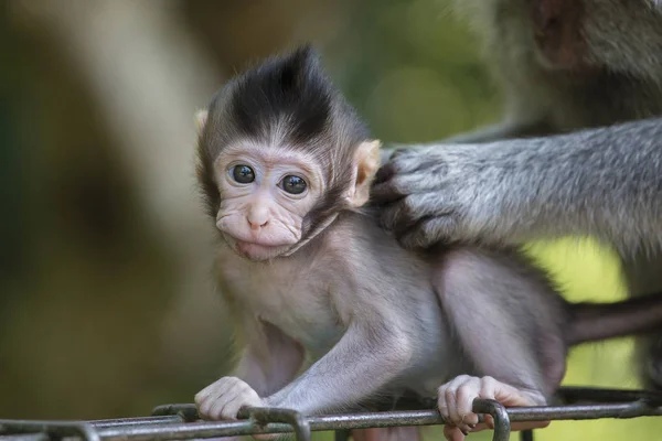 Affenfamilie im heiligen Affenwald ubud bali indonesien. — Stockfoto