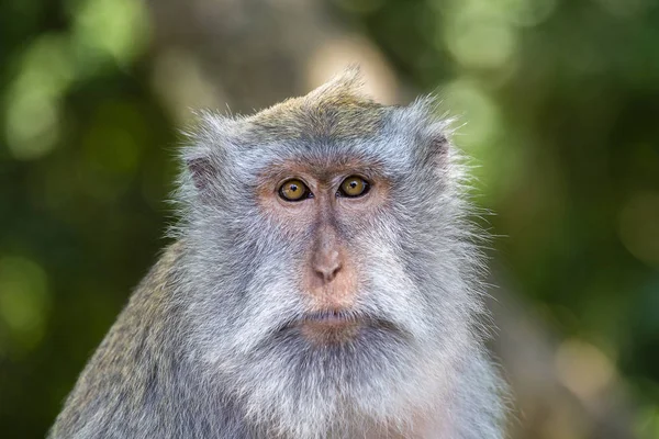 Macaco retrato na floresta de macacos sagrados em Ubud, Bali, Indonésia . — Fotografia de Stock