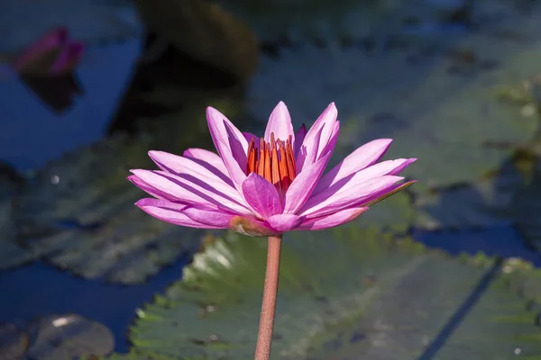 Pink water lily flower. Lotus flower in island Bali, Indonesia — Stock Photo, Image