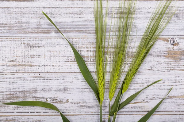 Tres tallos de trigo verde sobre un fondo blanco de madera, de cerca — Foto de Stock