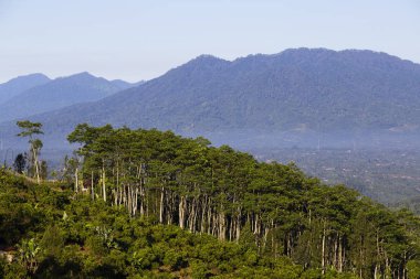 Yeşil ağaç ve dağ manzarası, Adası Bali, Endonezya