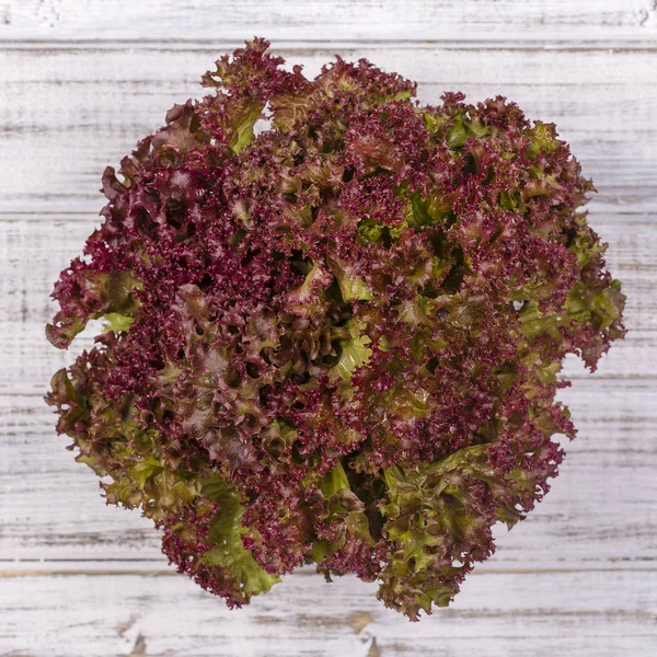 Salad leaf. Lettuce salad plant, hydroponic vegetable leaves — Stock Photo, Image