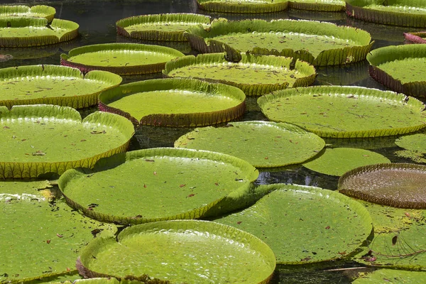 Grandes folhas arredondadas verdes de um lírio gigante no jardim botânico de Pamplemousse. Ilha Maurícia — Fotografia de Stock