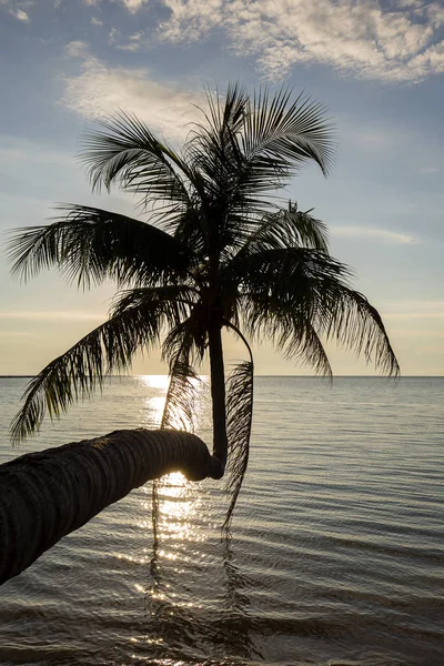 Silhouet van Palm bomen bij zonsondergang Thailand — Stockfoto