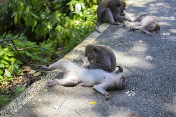 Familia de monos en el bosque sagrado de monos. Ubud, Bali, Indonesia —  Fotos de Stock