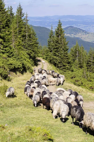 グループ、カルパティア山脈の緑の丘に放牧草羊の夏します。ウクライナ — ストック写真