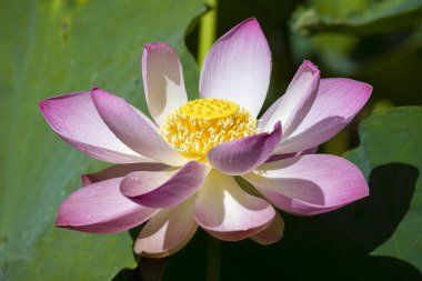 Pembe nilüfer çiçek. Lotus çiçeği Adası Bali, Endonezya