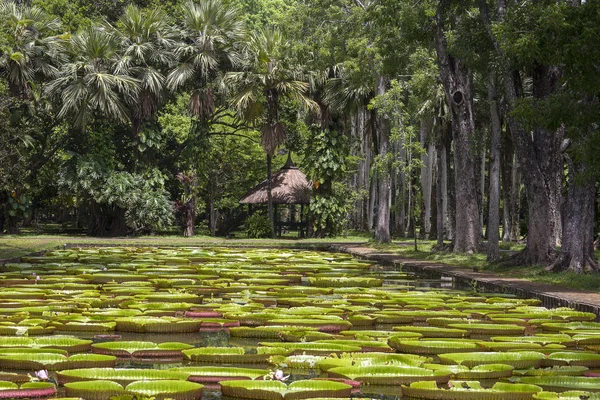Giant näckros i Pamplemousse botaniska trädgård. Ön Mauritius — Stockfoto