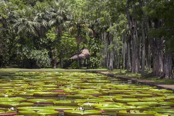 Riesige Seerose im botanischen Garten von Pamplemousse. Insel-Mauritius — Stockfoto