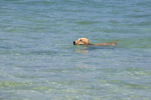 Köpek denizde yüzüyor. — Stok fotoğraf