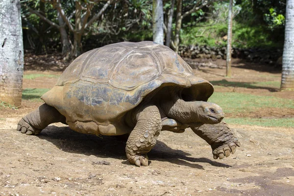 Tartarugas gigantes, dipsochelys gigantea na ilha Maurício — Fotografia de Stock