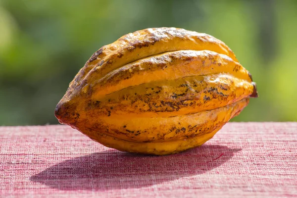 Cacaobonen, cacao vrucht in Bali, Indonesië — Stockfoto