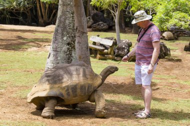Adam La Vanille doğa Park, ada Mauritius dev bir kaplumbağa beslemeleri, yakın çekim