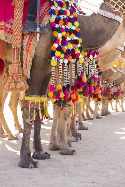 Decorated camel at Desert Festival in Jaisalmer, India. Camel's feet close up — Stock Photo, Image