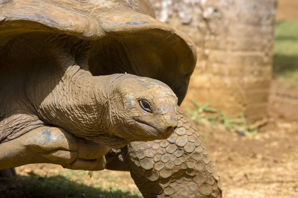 Giant turtles, dipsochelys gigantea in island Mauritius