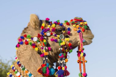 Deve Jaisalmer, Rajasthan, Hindistan çöl Festivali dekore edilmiş.