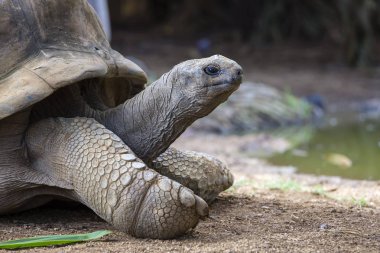Dev Kaplumbağalar, Mauritius Adası 'nda Dipsochelys Dev Çayı