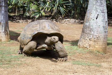 Dev Kaplumbağalar, Mauritius Adası 'nda Dipsochelys Dev Çayı