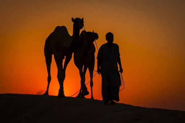 Silhouet van man en twee kamelen bij kleurrijke zonsondergang in Thar woestijn in de buurt van Jaisalmer, Rajasthan, India — Stockfoto
