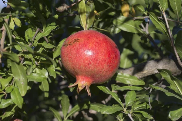 Organic, fresh, red garnet on tree in garden. Turkey — Stock Photo, Image