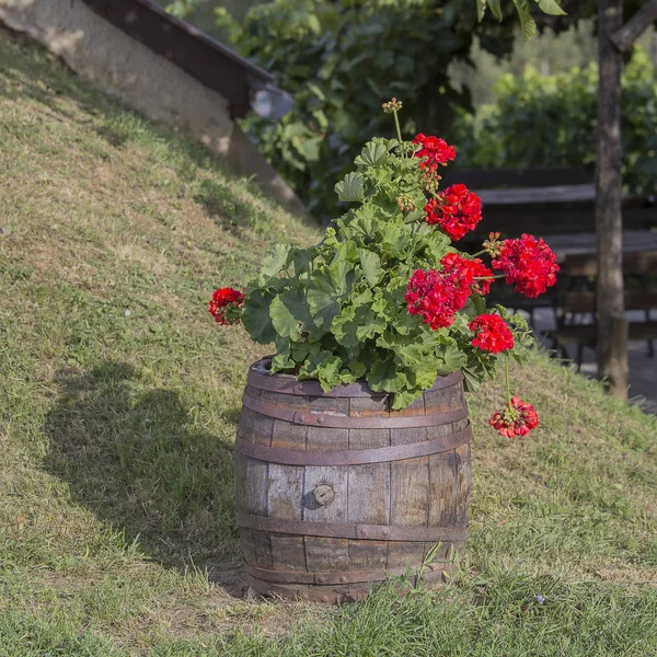 Blumengarten. ein Fassanordnung voller roter Blumen in Ungarn — Stockfoto