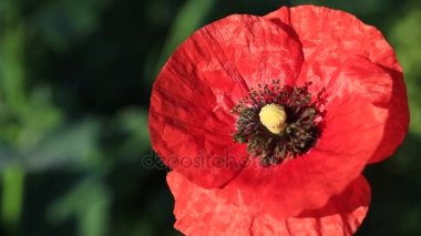 Haşhaş dolu bir alanda kırmızı gelincik çiçeği. Kır çiçekleri 