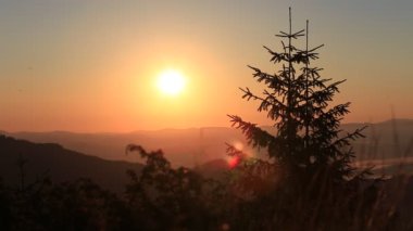 Bir Noel ağacı Karpat Dağları arka planı şafakta silüeti. Ukrayna