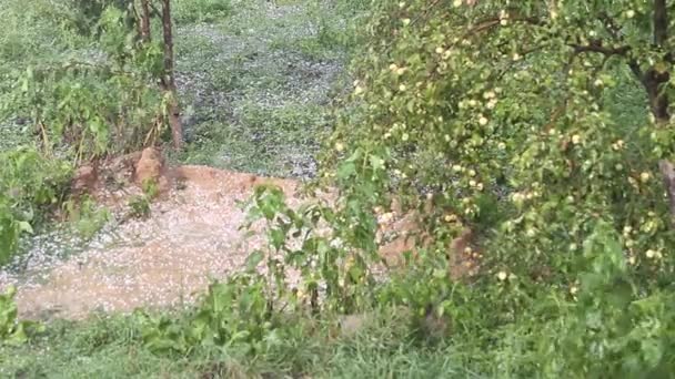 De grands grêlons tombent au sol dans un jardin de pommiers 