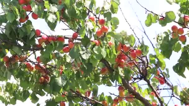 Gröna blad träd och aprikoser i vinden blåser — Stockvideo