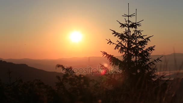 Silhouette of a Christmas tree at dawn against the background of Carpathian mountains . Ukraine — Stock Video