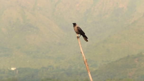 Cuervo solitario sentado en un palo de madera, India — Vídeos de Stock