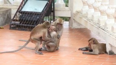 Budist tapınağı'maymun ailesi. Tayland