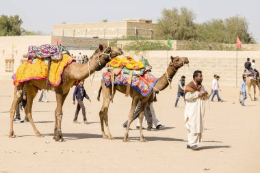 Deve ve Hint erkeklerde çöl Festivali. Jaisalmer, Rajasthan, Hindistan
